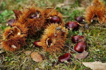 Chestnut Castanea sativa on Corsica