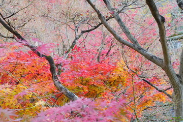 日本の古都　京都の秋の風景　南禅寺と永観堂