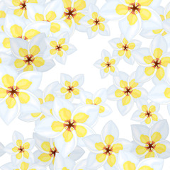 Fototapeta na wymiar flower seamless pattern with white yellow plumeria on white background. Soft delicate endless texture. Stock illustration