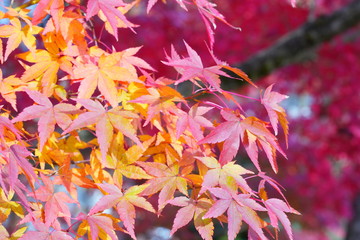 日本の古都　京都の秋の風景　南禅寺と永観堂