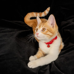 Lying Ginger Cat with Tail Cute Gazing on Black Fabric Background