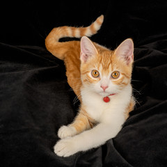 Lying Ginger Cat with Tail Cute Gazing on Black Fabric Background