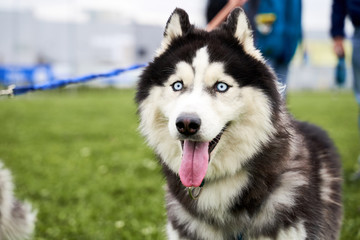 Husky with blue eyes frantically looking at the camera, to the side, an empty space for your text or advertising. Close-up portrait of dogs muzzle. Walking pet in autumn. Horizontal shot of animal