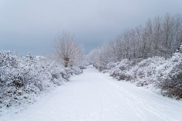Route bordée d'arbres sous la neige