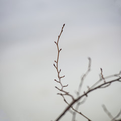 dry plants on a light snow background in cloudy weather.
