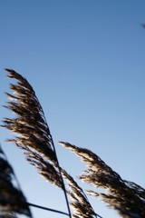 Fototapeta premium close up vom Schilfgras mit blauem Himmel