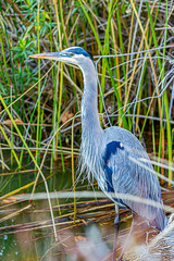 great blue heron wading in pond through shrubbery