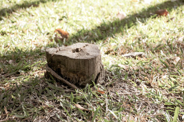 Large tree that has been cut