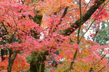 日本の古都　京都の秋の風景　南禅寺と永観堂