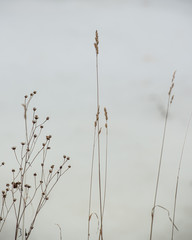 dry plants on a light snow background in cloudy weather.