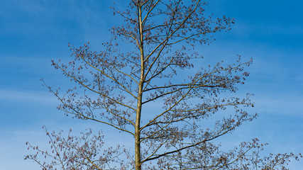Silhouette of an alder tree on a background of blue sky on a sunny day.