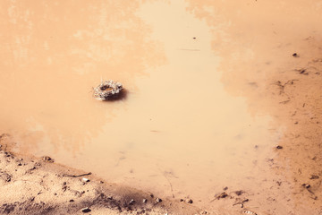 Swallowed empty nest made by birds from grass, branches and pine needles launched into puddle like boat.