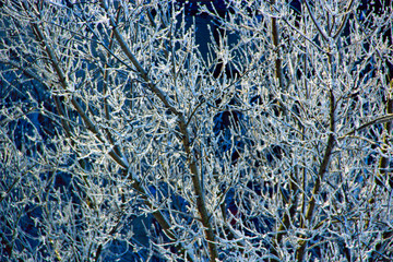 hoarfrost on the branches of trees. natural texture