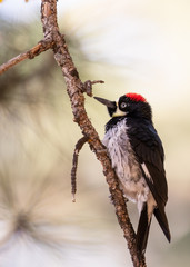 Woodpecker on a twig against blurred background