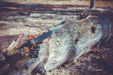 Hunting knife on on pine bark in the forest.