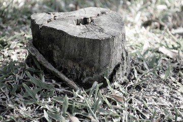 Large tree that has been cut