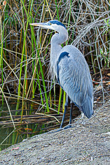 great blue heron wading in pond through shrubbery