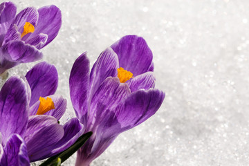 crocuses in spring