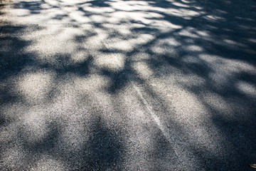Tree shadow on the road