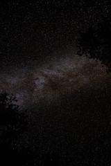 Night sky peeking through the forest canopy