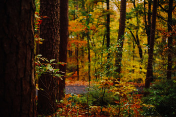 Autumn In The Forest