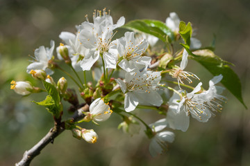 Sweet cherry, Prunus avium