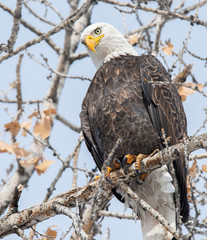 bald eagles