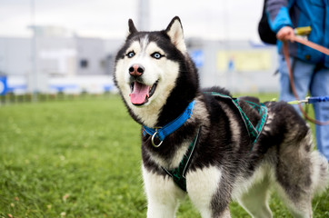 Close-up portrait of dogs muzzle. Walking pet in autumn. Horizontal shot of animal. Joyful husky shows the language walks outside, looking at the camera.
