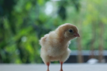 Chick in a feel chic