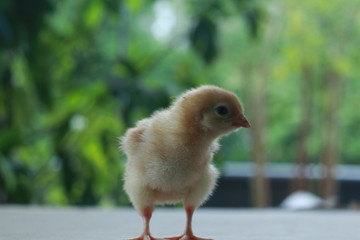 Chick in a feel chic