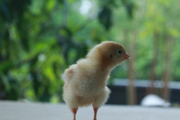 Chick in a feel chic