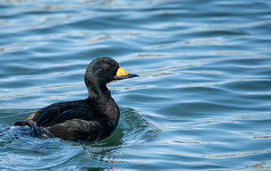 Black Duck Swimming in Blue Water