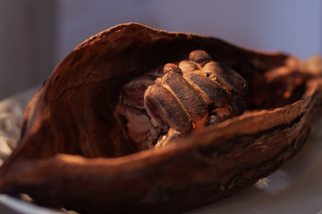 Cocoa fruit on a dark background.