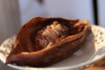 Cocoa fruit on a dark background.