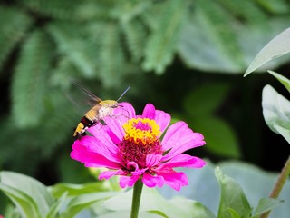 Closeup shot of the hummingbird hawk-moth (Macroglossum stellatarum) nectaring a pink zinnia flower.  Selective focus and blurred background.