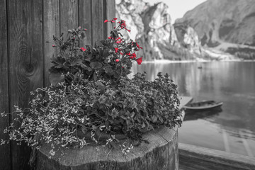 Color isolation effect of flowers with blurred Braies lake in the background, South Tyrol, Italy....