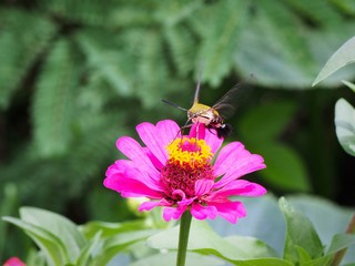 Closeup shot of the hummingbird hawk-moth (Macroglossum stellatarum) nectaring a pink zinnia flower.  Selective focus and blurred background.