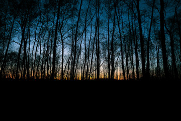 Colorful sunset behind a row of trees
