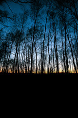 Naklejka premium Colorful sunset behind a row of trees