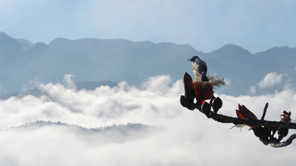 Closeup Shot at A Beautiful Sooty-Headed Bulbul Bird (Pycnonotus Aurigaster) Standing on A Red Bombax Flower (Bombax Insigne Wall or Bombax Scopulorum) with The Sea of Clouds Background.