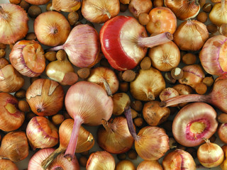 Dug gladiolus bulbs for winter storage. Natural background. Gardening and floriculture concept.            