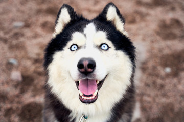 Close-up portrait of husky with blue eyes protruding tongue cheerful funny frame black white color looks straight up. Close-up portrait of dogs muzzle. Walking pet in autumn. Horizontal shot of animal