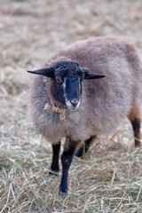 Obraz premium sheep in field