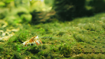 An Orange Crayfish (Crawfish, Crawdads, Freshwater Lobsters, Mountain Lobsters, Mudbugs or Yabbies) in An Aquarium, Selective Focus at The Crayfish and Blurred Background.