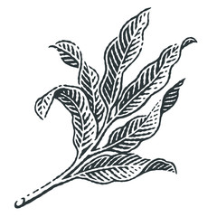 Pomegranate branch. Hand drawn engraving style illustrations.