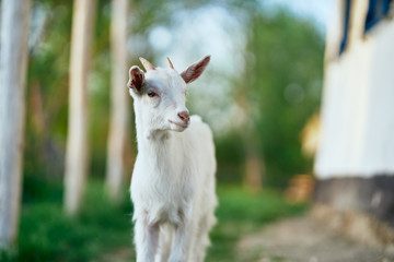 Obraz premium goat on green grass