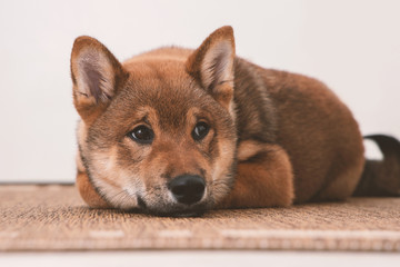 Shiba inu puppy, look and attention