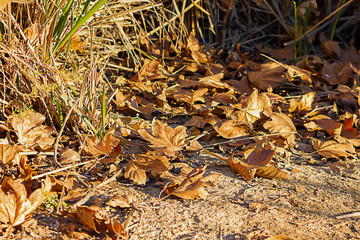 pile of fallen autumn brown dry sycamore leaves