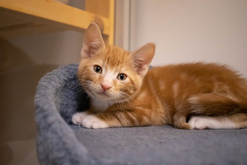 Cute red rescue kitten. This cat is waiting in the animal shelter to get adopted.
