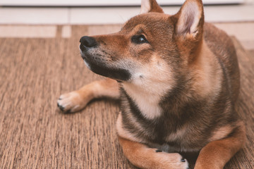 Shiba inu puppy, look and attention